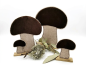 Preview: Pilze Set Herbst - ITH-Stickdatei